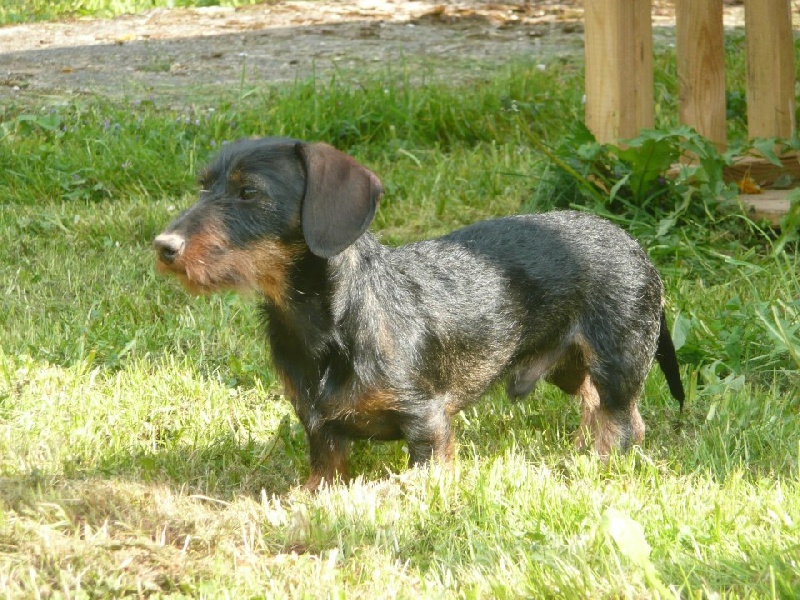 Hastus De La Forêt De Boubou